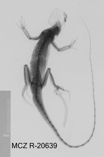 Media type: image;   Herpetology R-20639 Aspect: dorsoventral x-ray